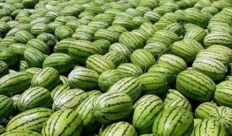 吃瓜网每日大赛最新入口,揭秘最新入口，精彩赛事不容错过！