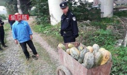 文安网红吃瓜事件,揭秘网络舆论背后的真相