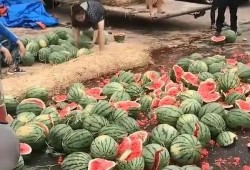陇南网红吃瓜满床跑,揭秘网络红人的日常生活