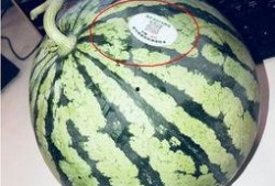 莱阳吃瓜网红,揭秘网络红人背后的故事