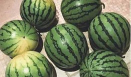 吃瓜观众网,吃瓜观众网带你探秘明星生活